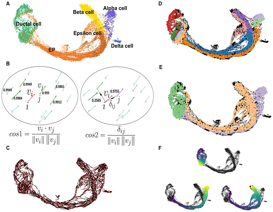 VeTra: a tool for trajectory inference based on RNA velocity